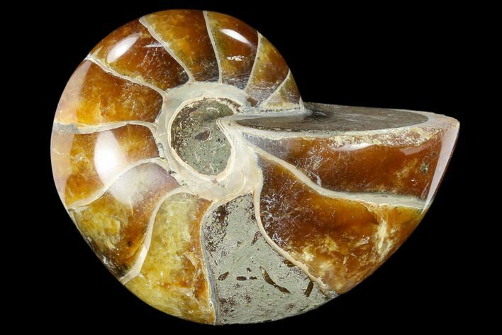 Polished Fossil Nautilus (Cymatoceras) - Madagascar #117471